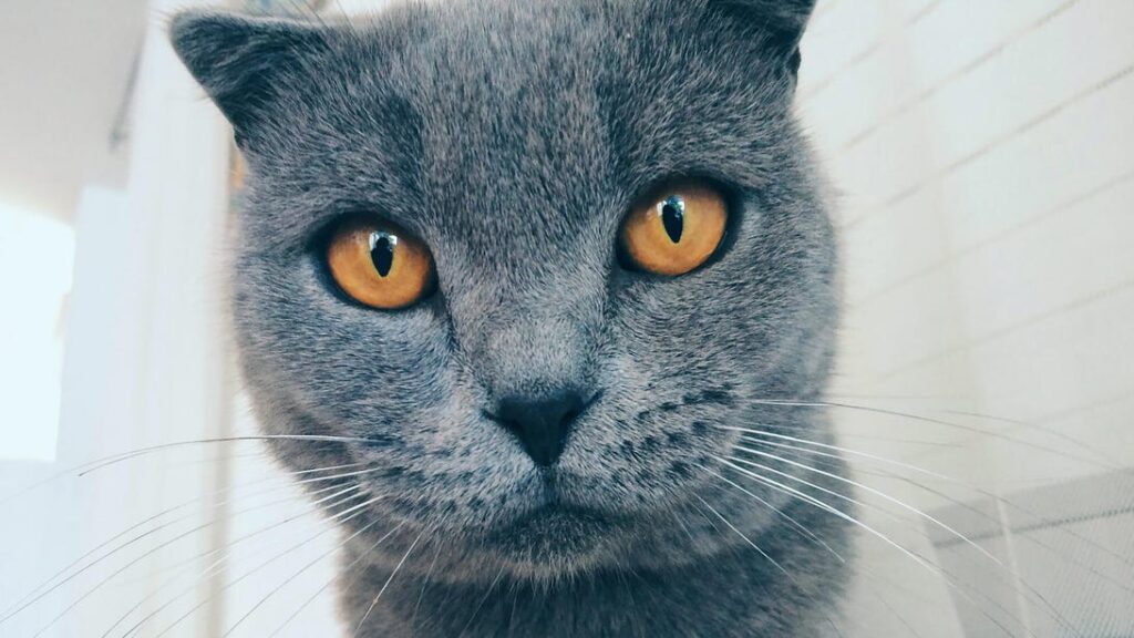 google photos adds ai powered meme creation with 'me meme'